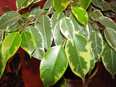 Ficus benjamina